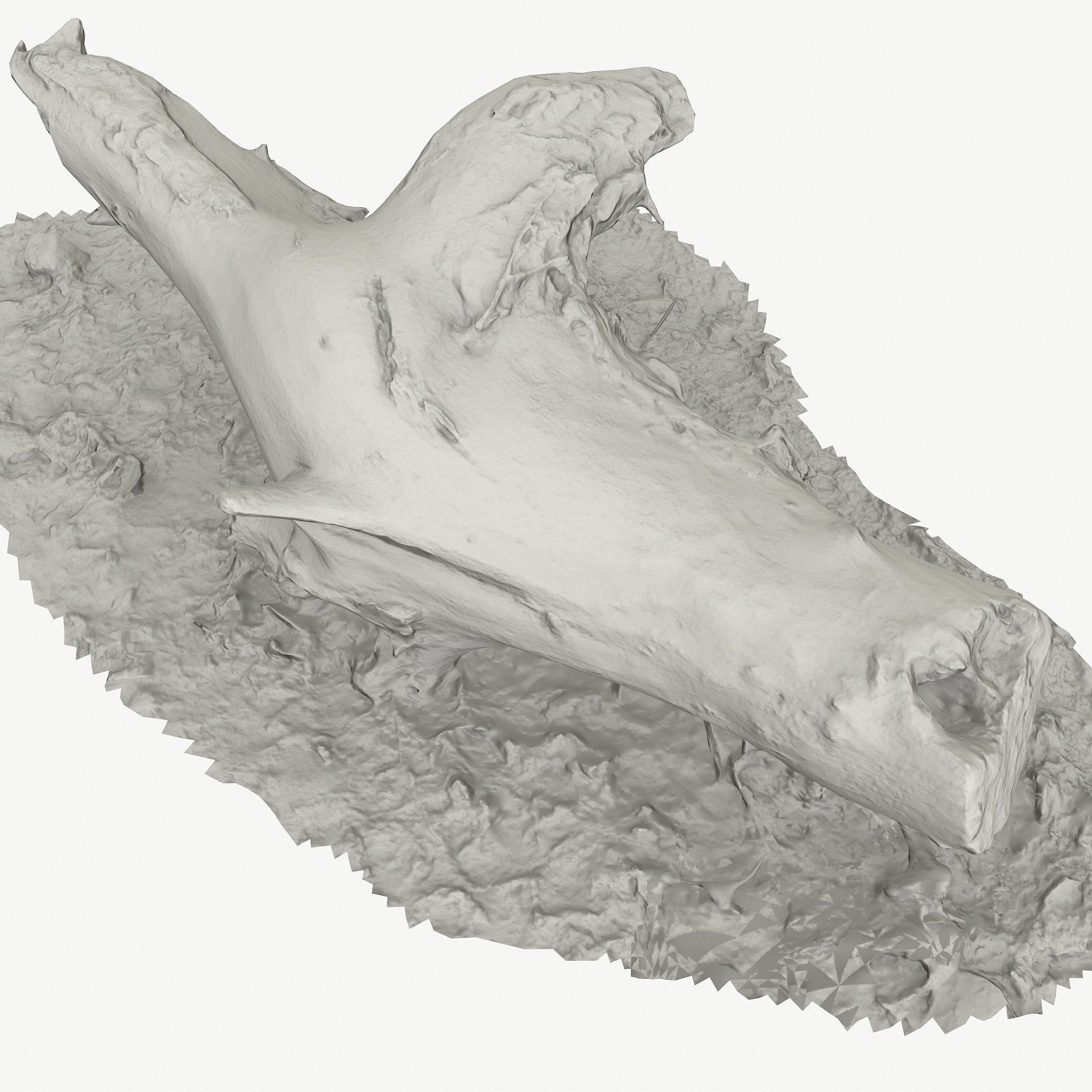 3D Scan BPR Tree Stump Collection model Low-poly 3D model_87