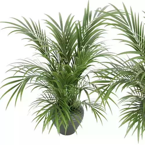plant 004 Kentia Palm - indoor