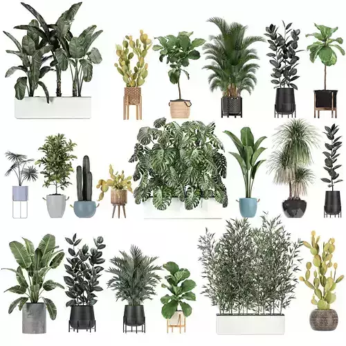 Collection of plants of 20 pieces SET 