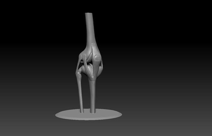 knee joint  3D print model