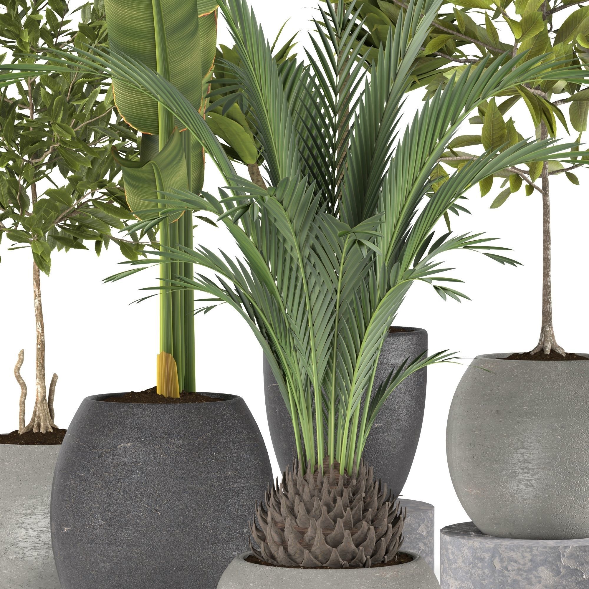 Plants collection 5 group of potted 3D model_2