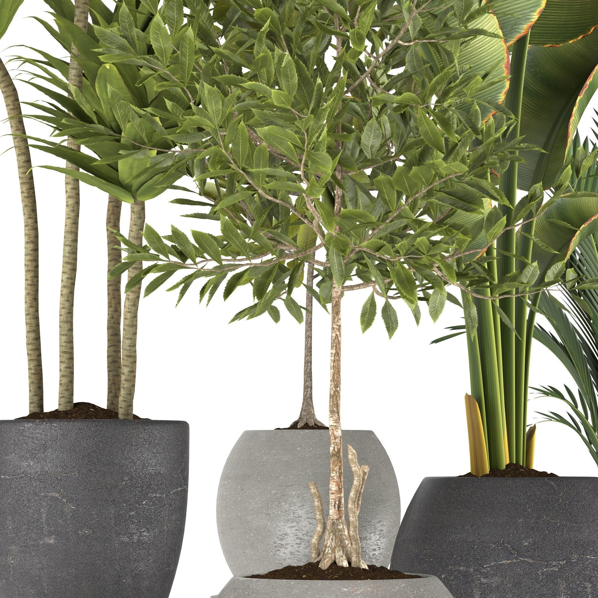 Plants collection 5 group of potted 3D model_3