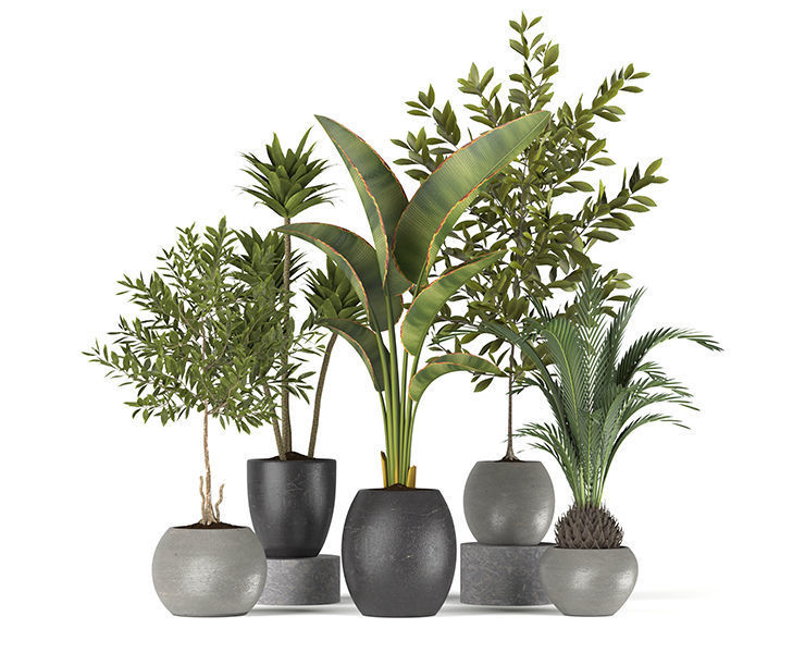 Plants collection 5 group of potted 3D model_6