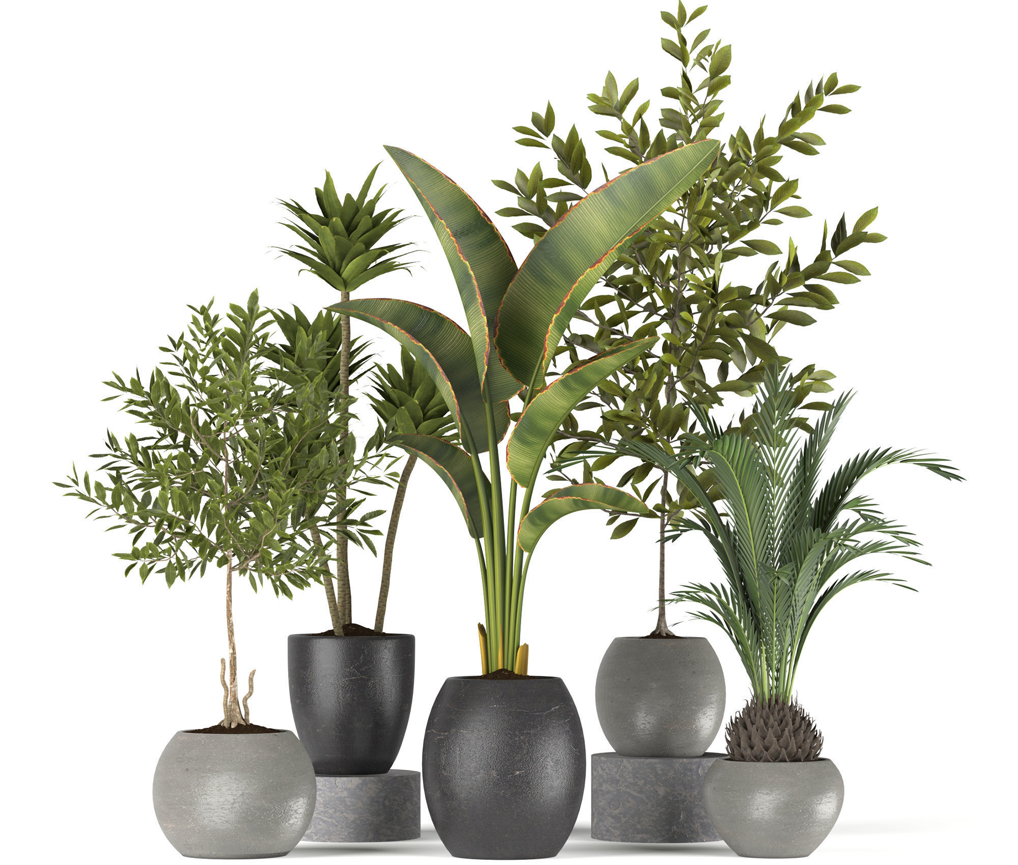 Plants collection 5 group of potted 3D model_5