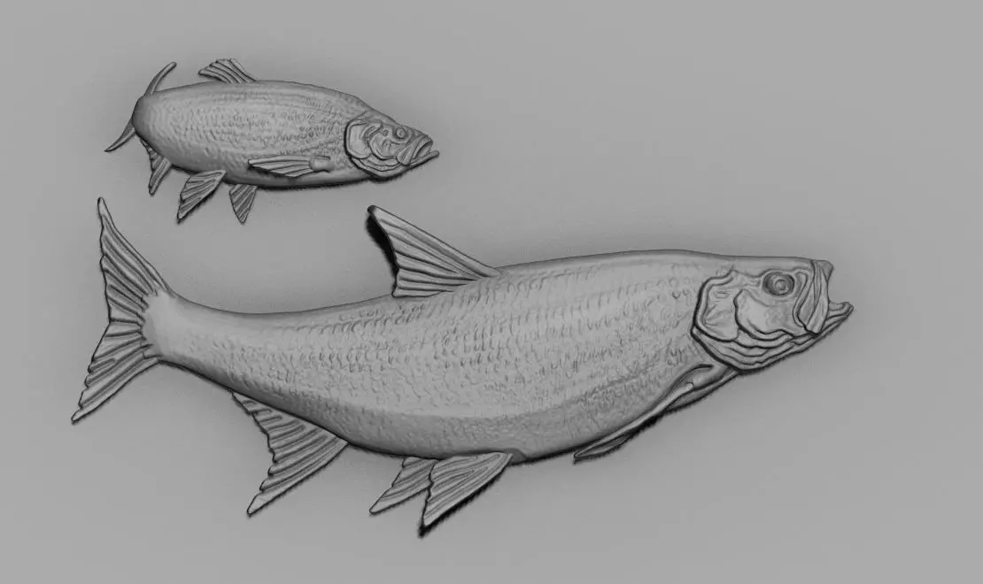 fish relief 3D print model_0