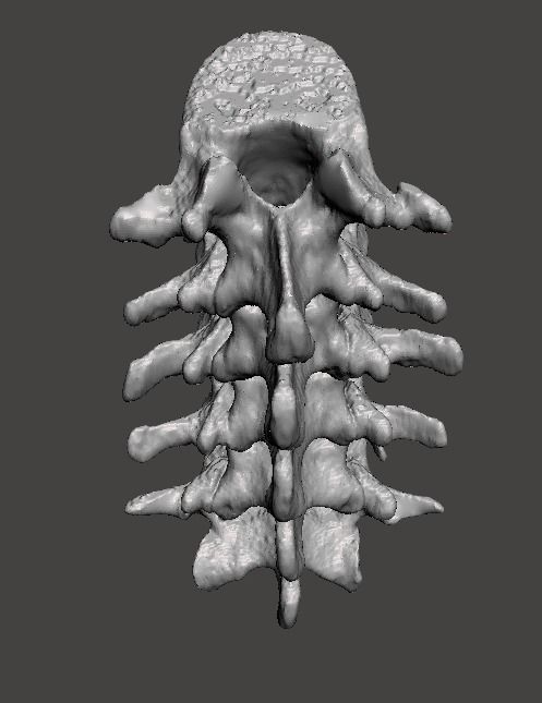 Lumbar Spine - male 3D model_5