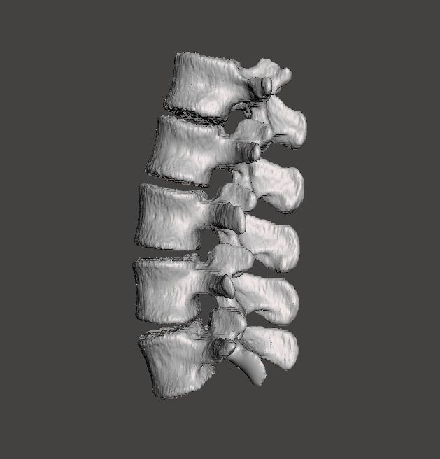 Lumbar Spine - male 3D model_10