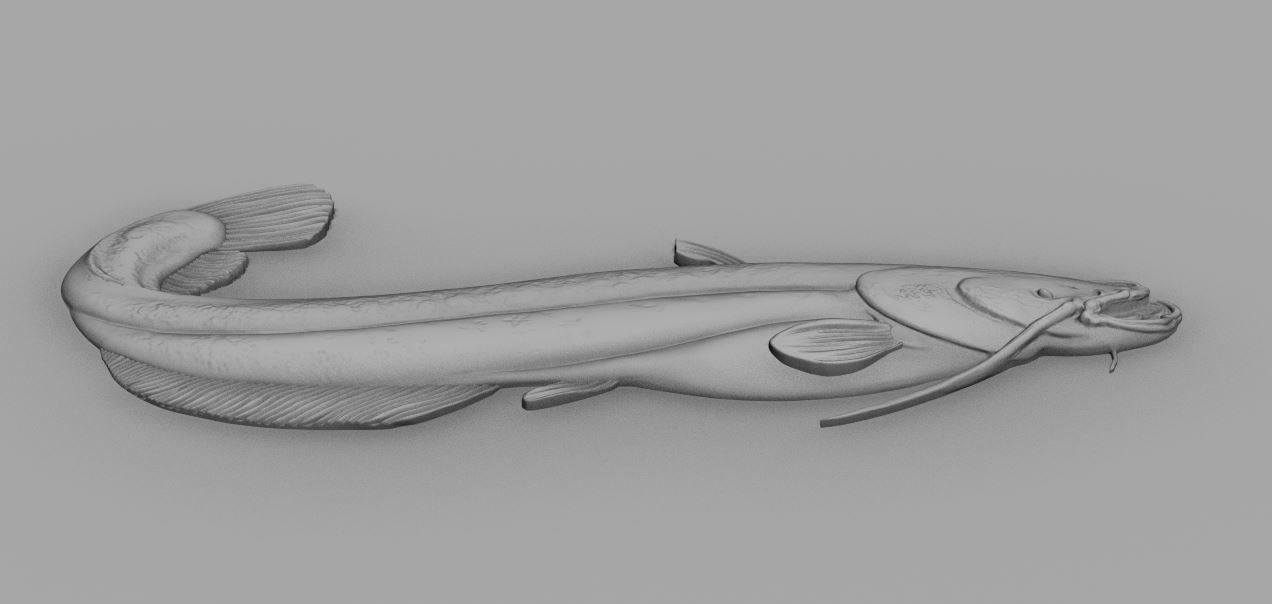 Catfish 3D print model_1