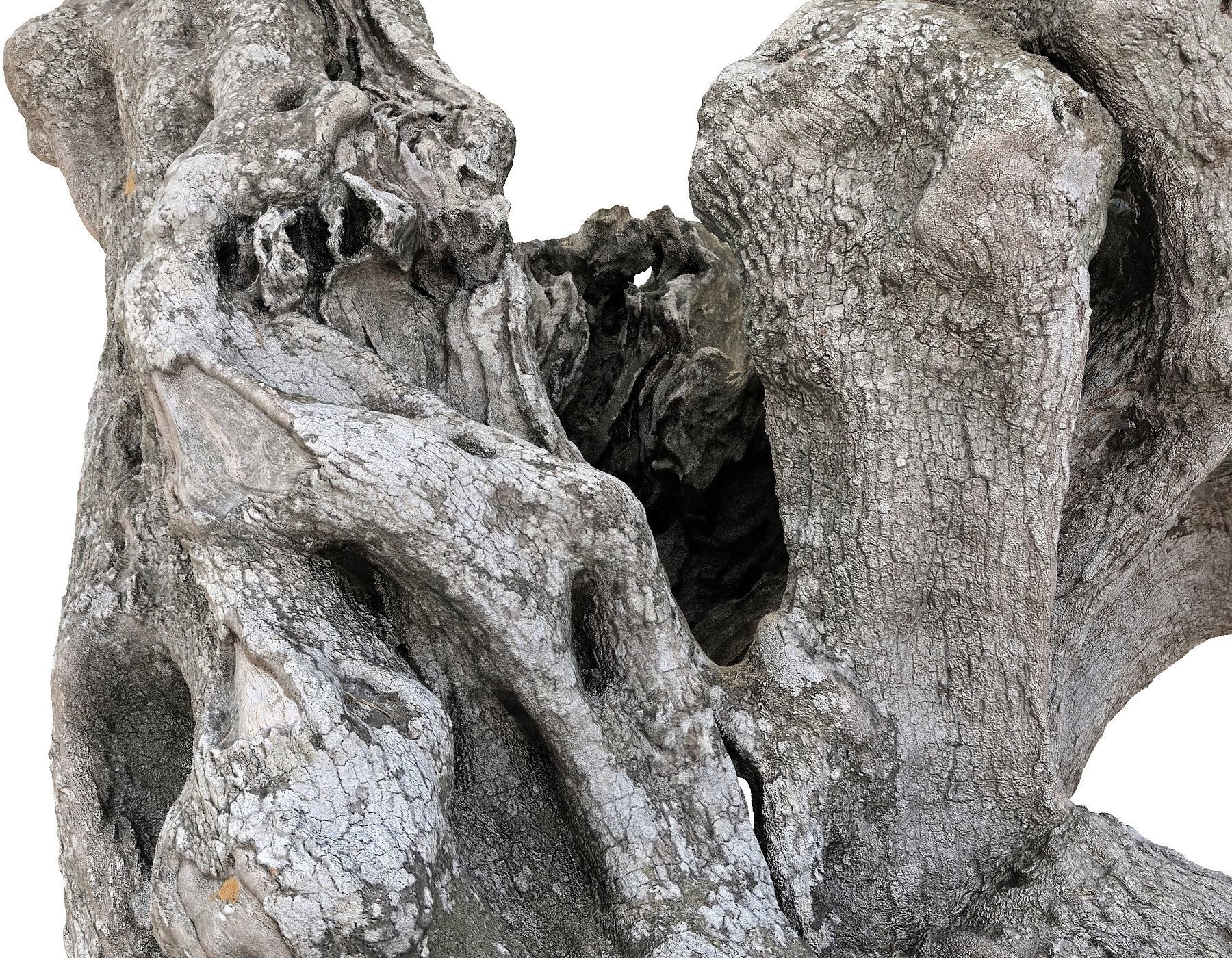 Old Forest HD Low-poly 3D model_11