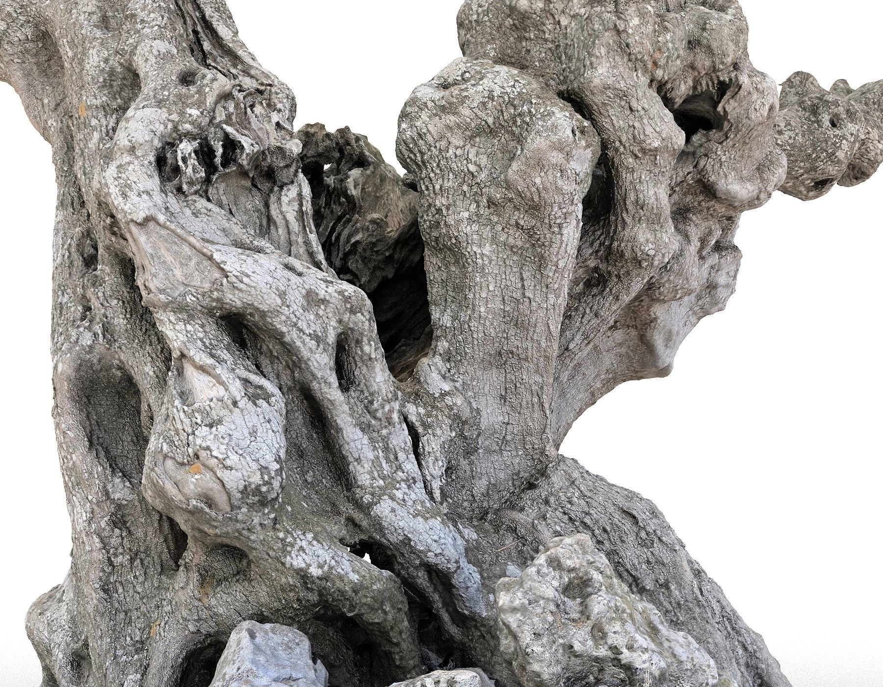 Old Forest HD Low-poly 3D model_13