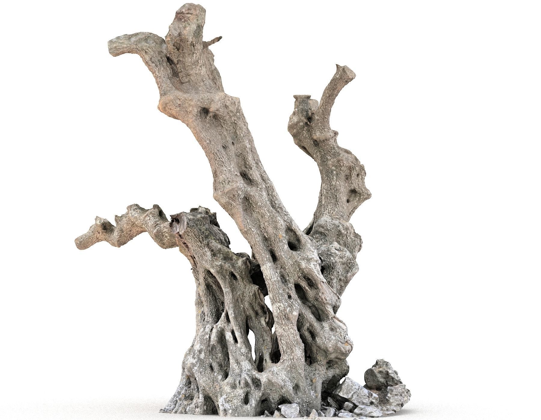 Old Forest HD Low-poly 3D model_6