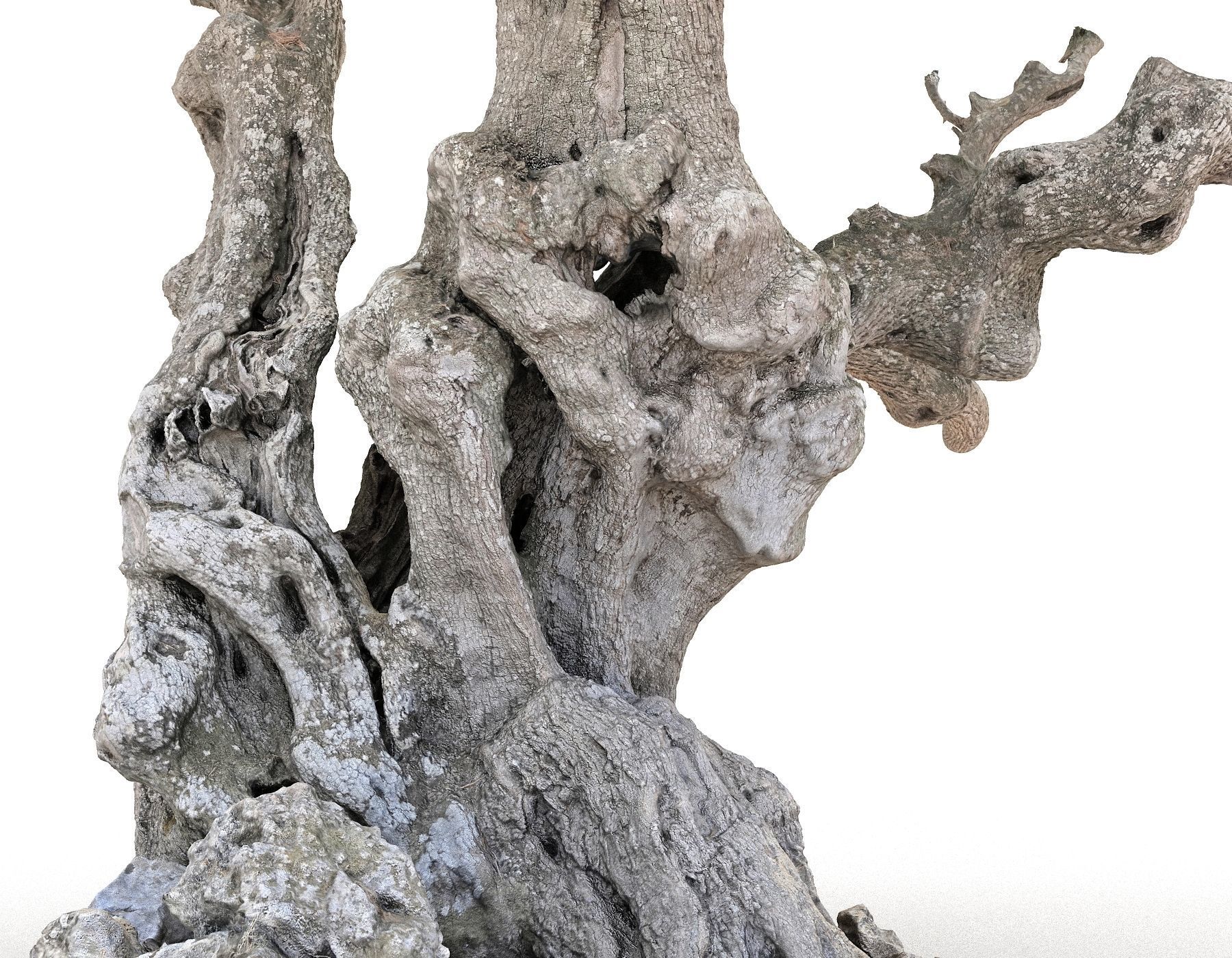 Old Forest HD Low-poly 3D model_12