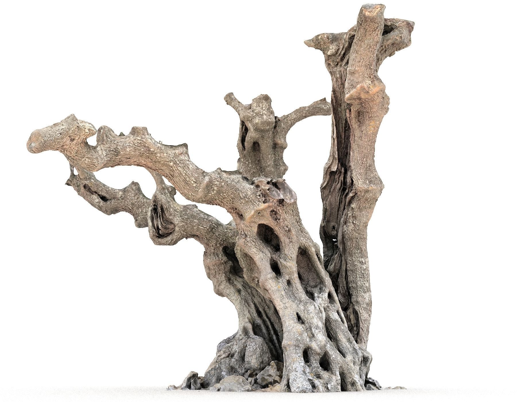 Old Forest HD Low-poly 3D model_5