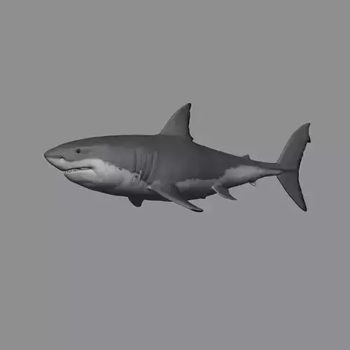 2 in 1 - Great White Shark 3D print model