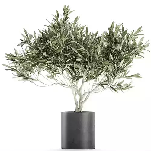 Decorative olive tree in a black flowerpots 732