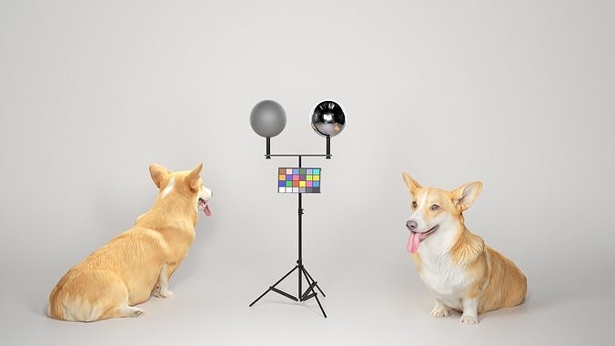 Corgi dog sitting 02 Low-poly 3D model