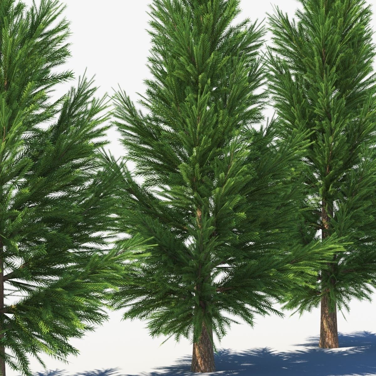 spruce low poly tree Low-poly 3D model_3