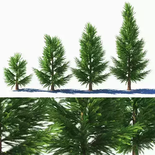 spruce low poly tree