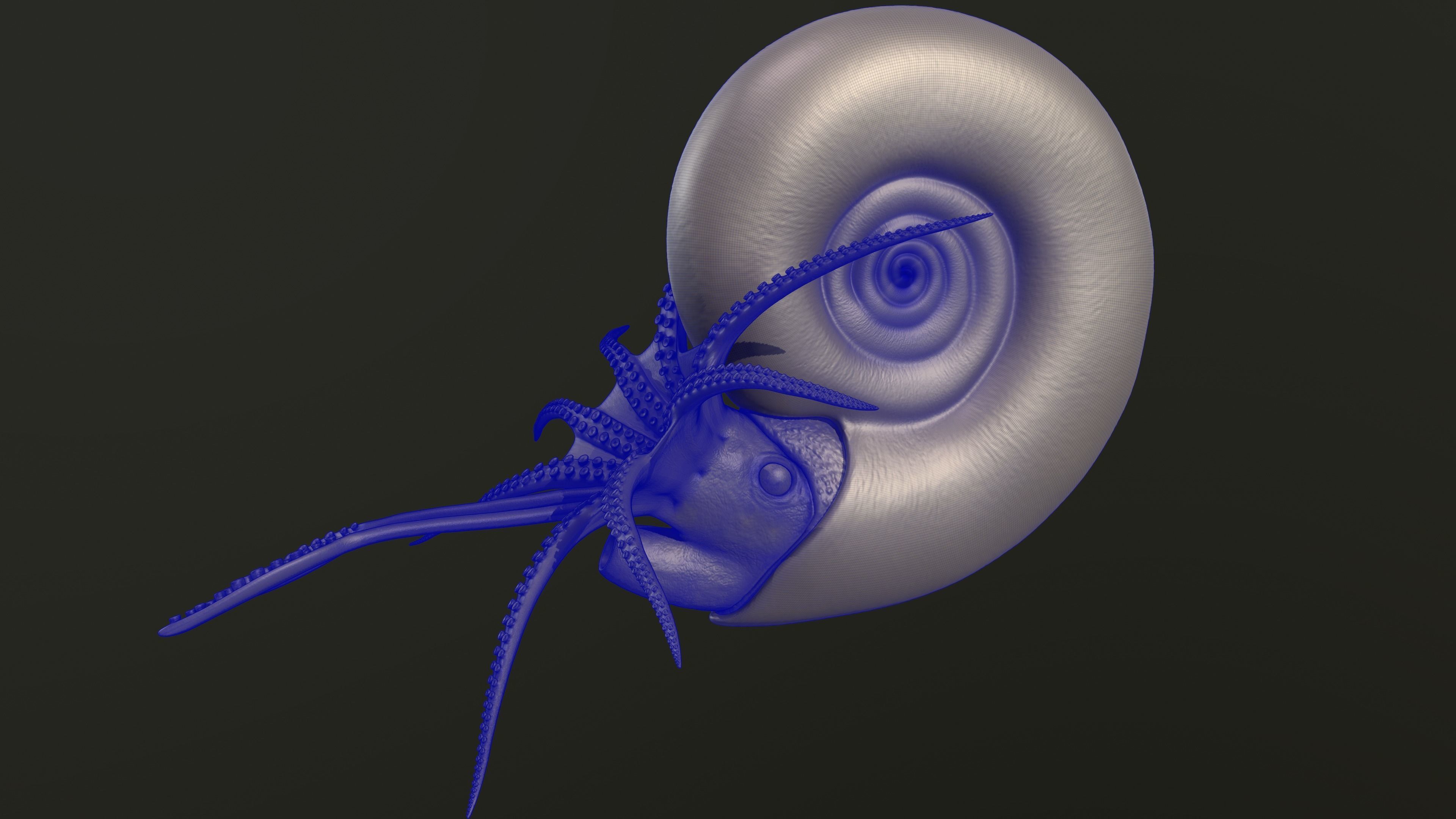 Ammonite Kachpurites fulgens 3D print model_9