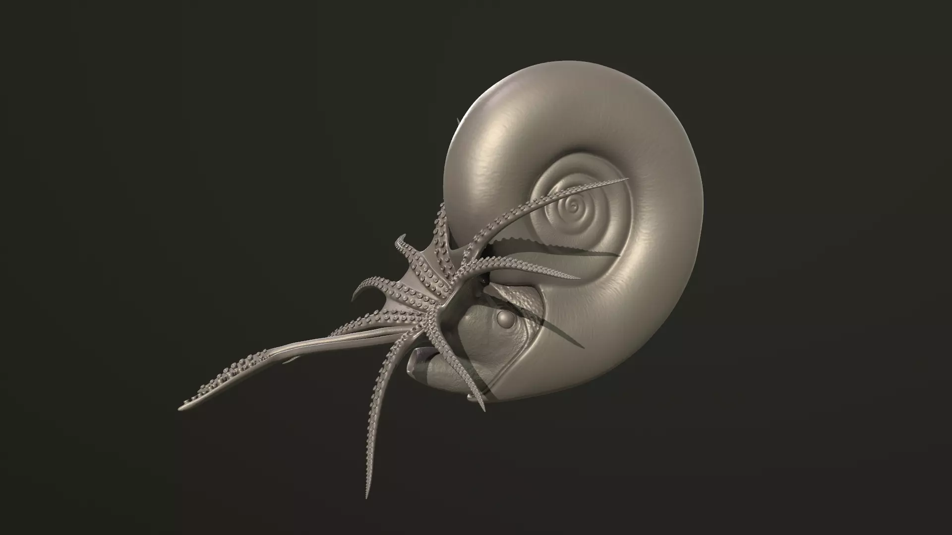 Ammonite Kachpurites fulgens 3D print model_0