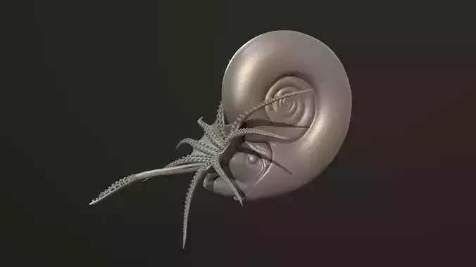 Ammonite Kachpurites fulgens 3D print model