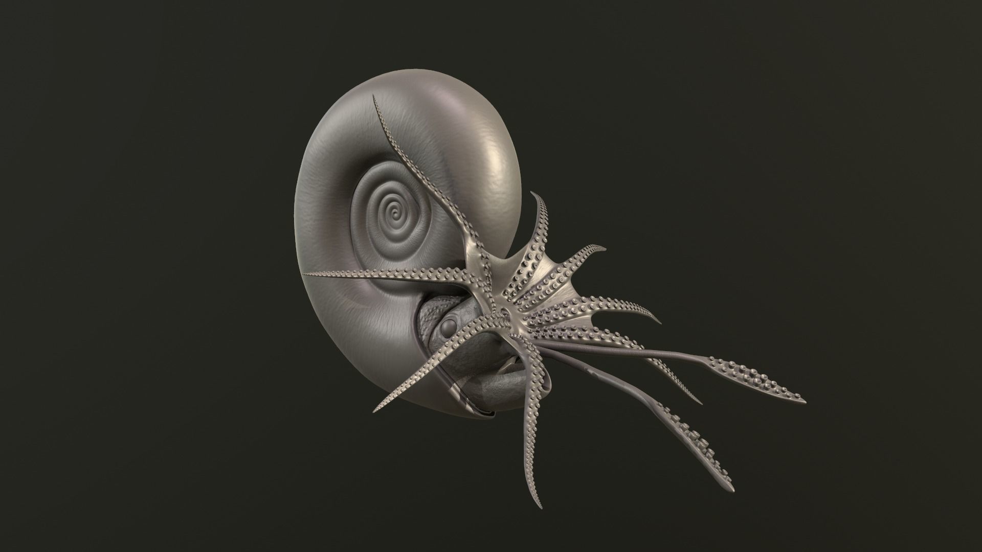 Ammonite Kachpurites fulgens 3D print model_5