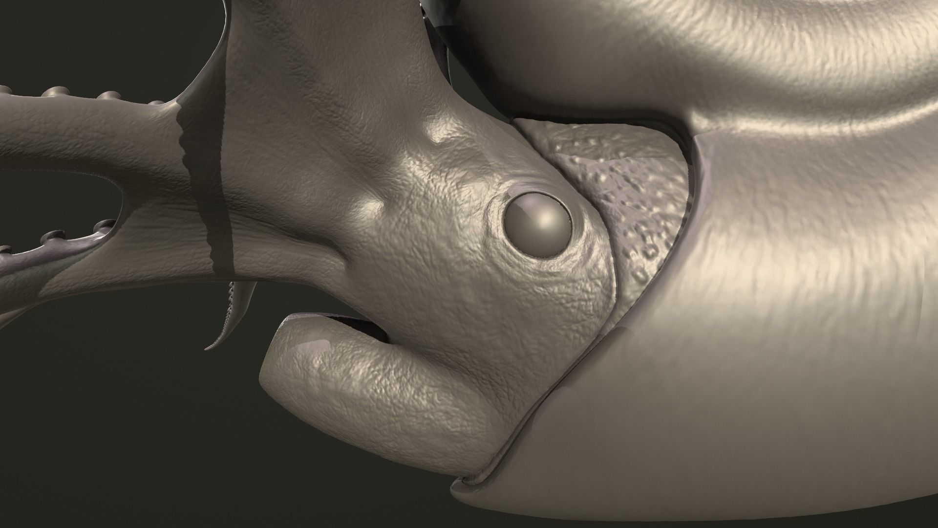 Ammonite Kachpurites fulgens 3D print model_8