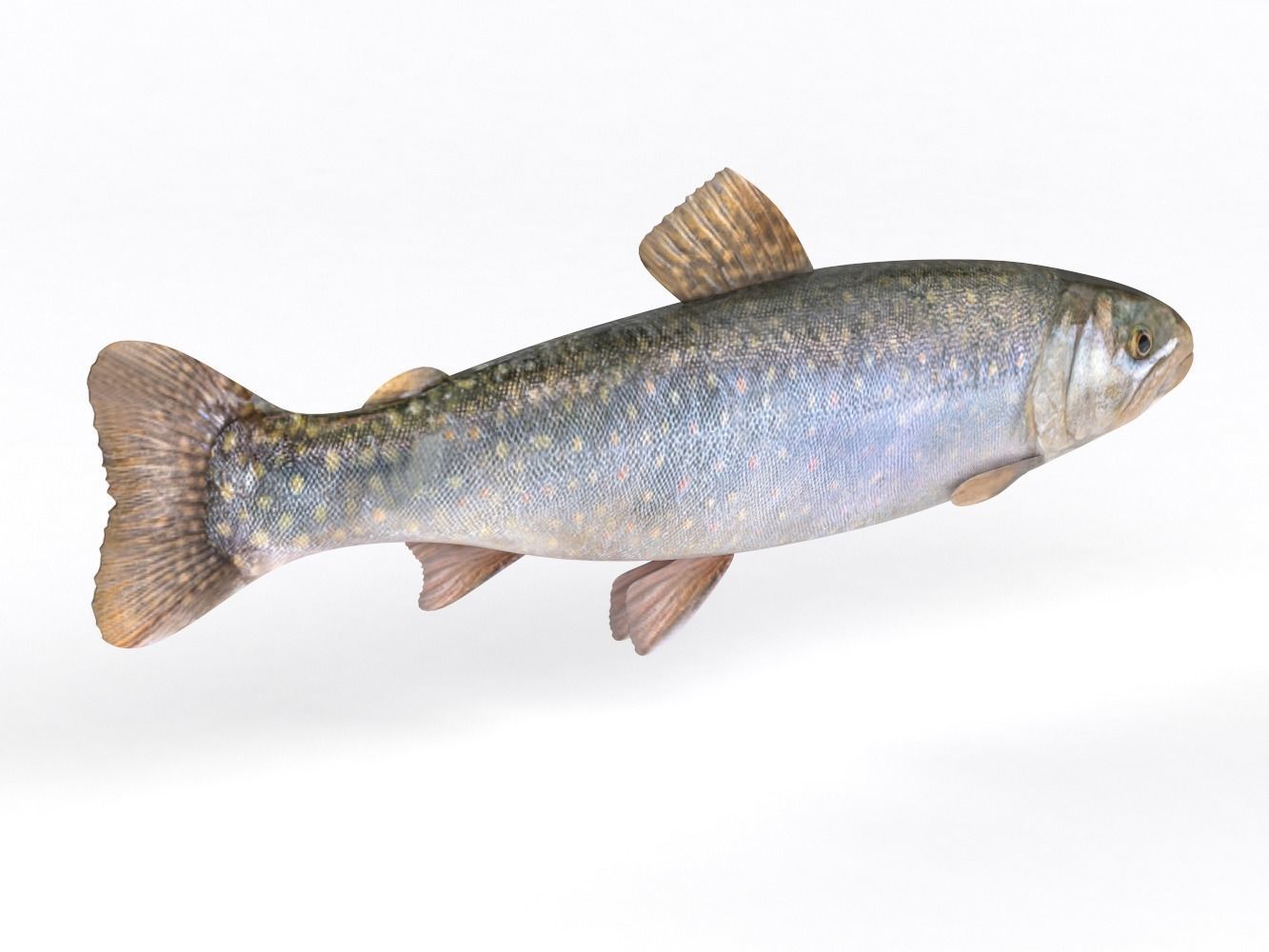 Fresh Char Fish 3D model_4