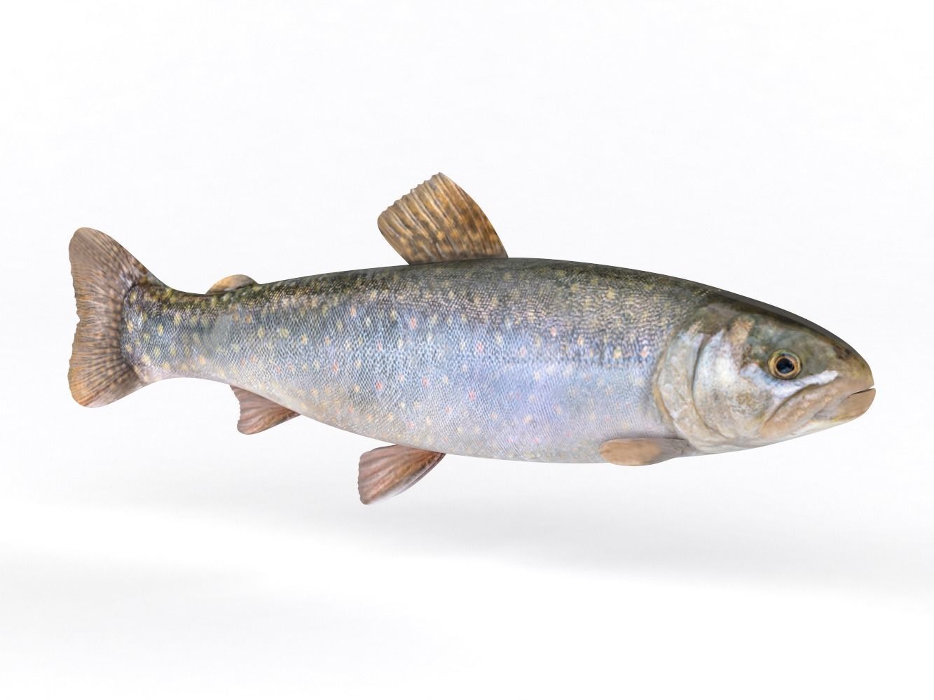 Fresh Char Fish 3D model_1