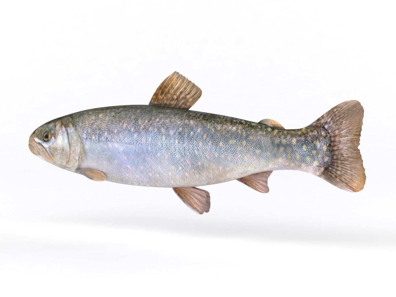 Fresh Char Fish 3D model_3