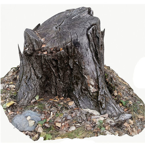 3d scan BPR tree stump 04 Low-poly 3D model