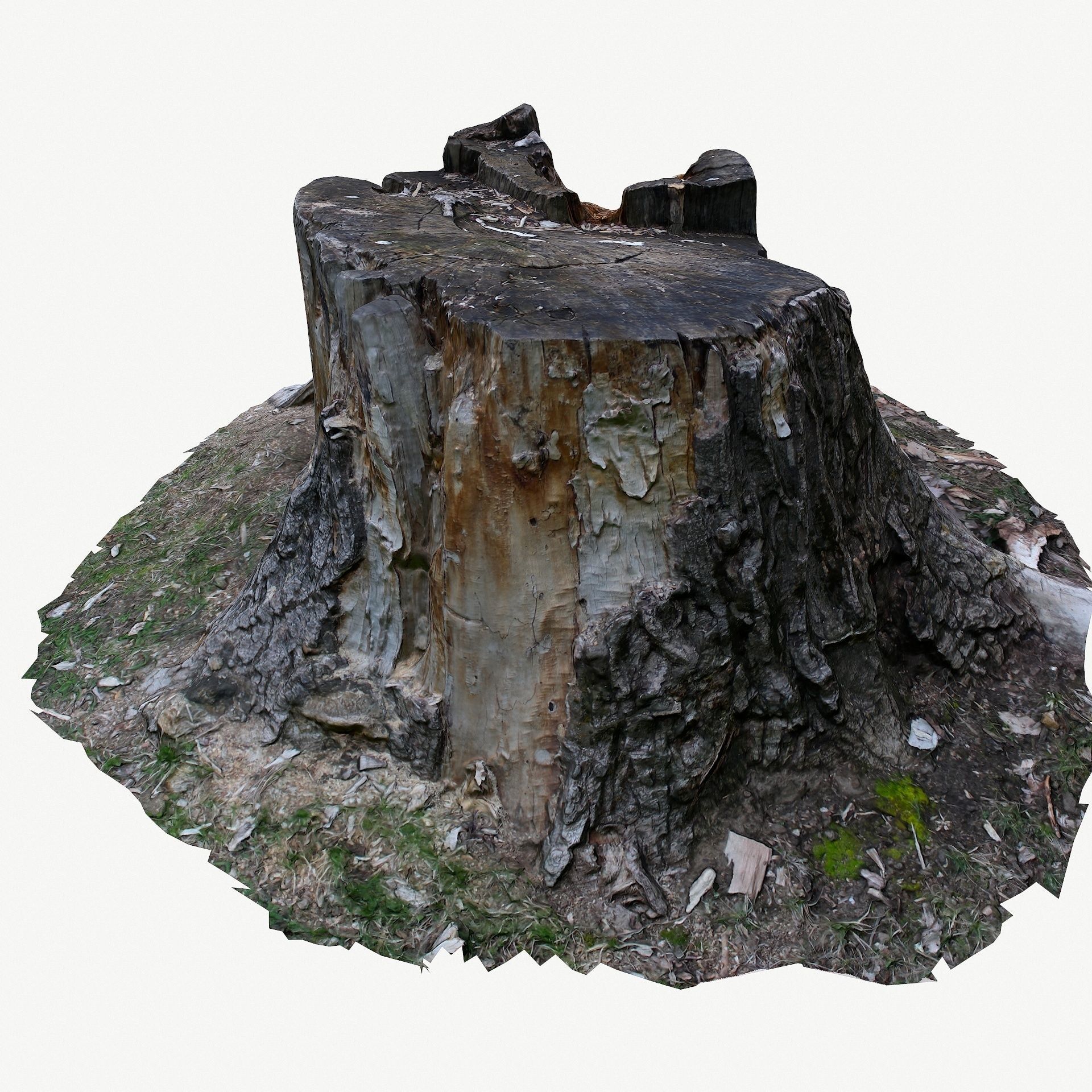 3d scan BPR tree stump 05 Low-poly 3D model_5
