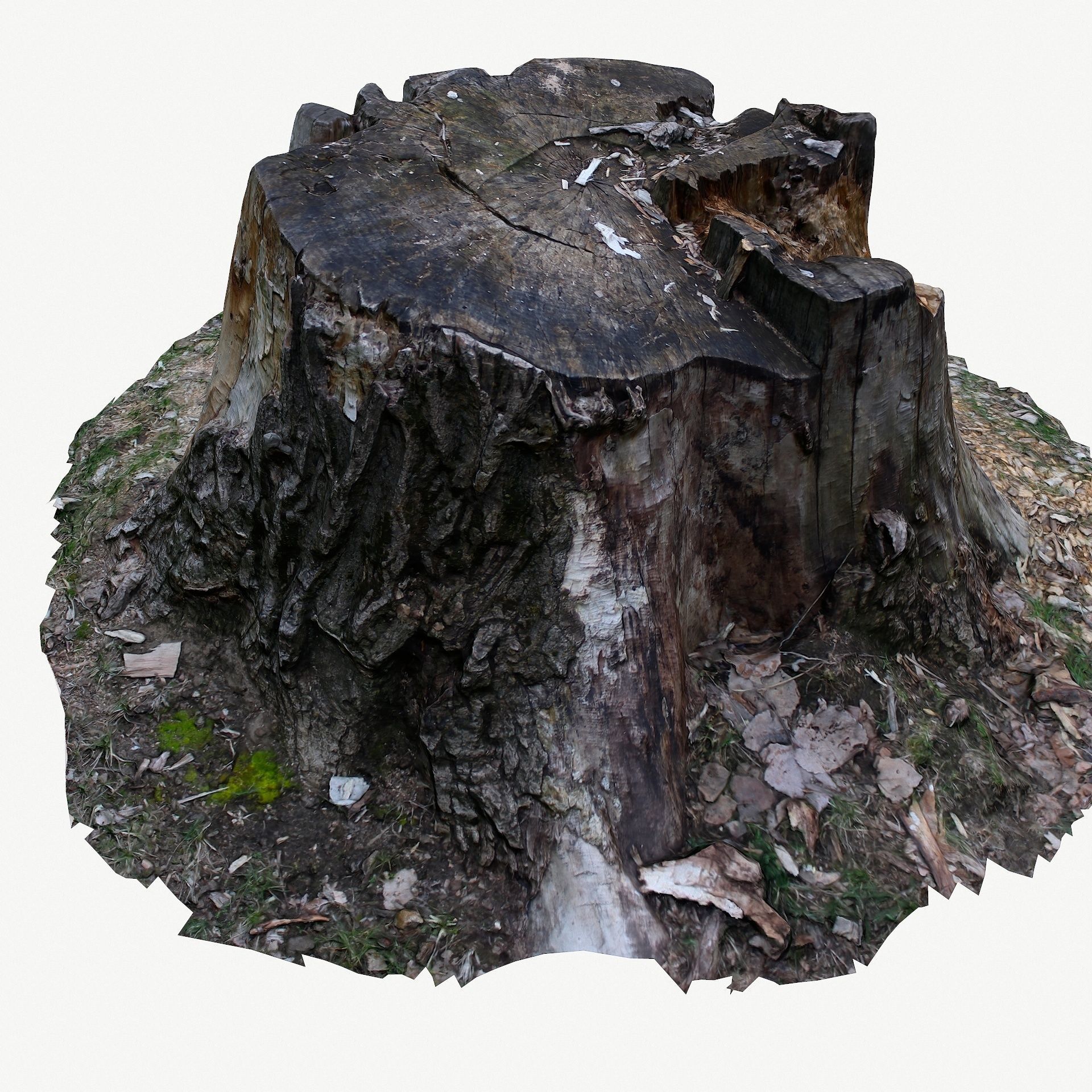 3d scan BPR tree stump 05 Low-poly 3D model_7
