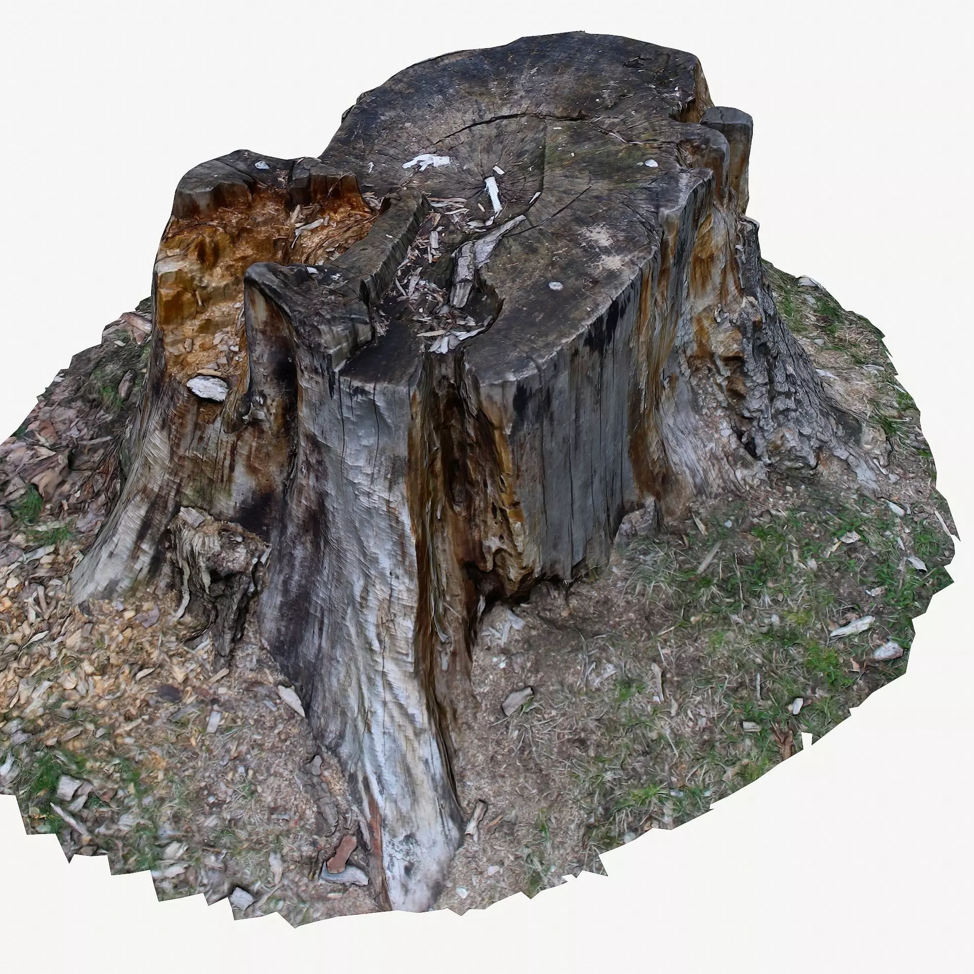 3d scan BPR tree stump 05 Low-poly 3D model_0