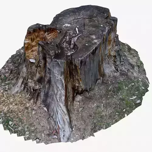 3d scan BPR tree stump 05