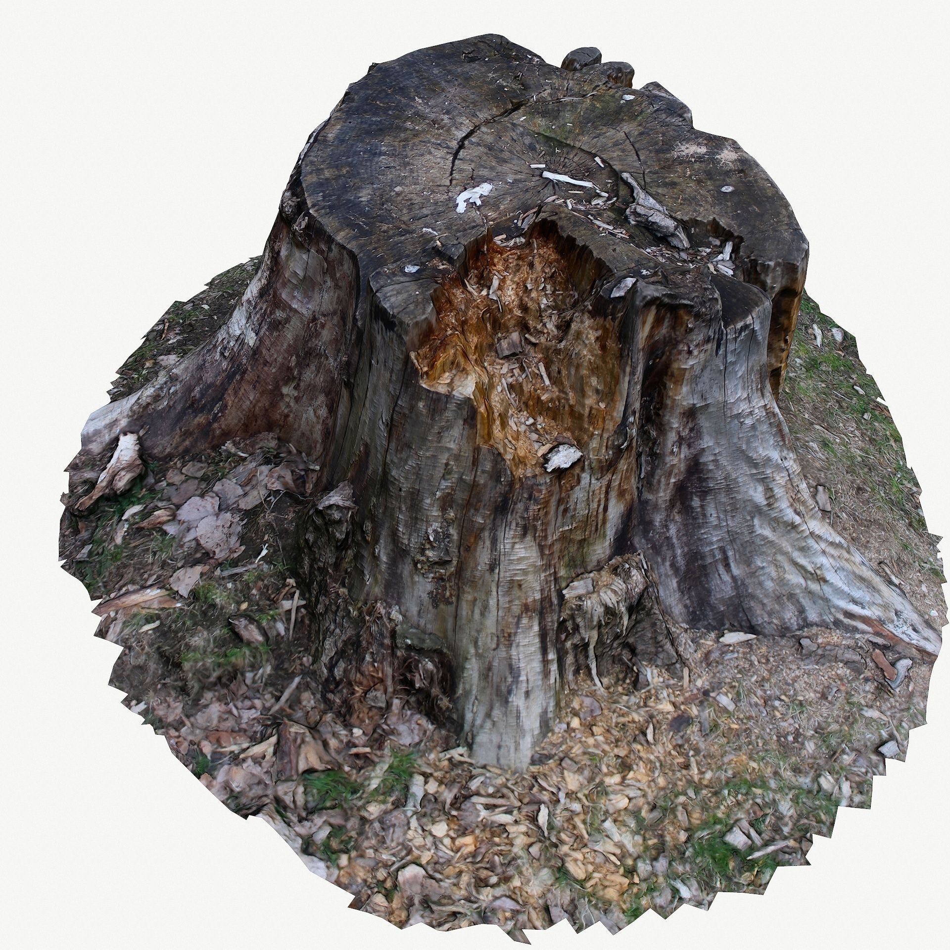 3d scan BPR tree stump 05 Low-poly 3D model_9