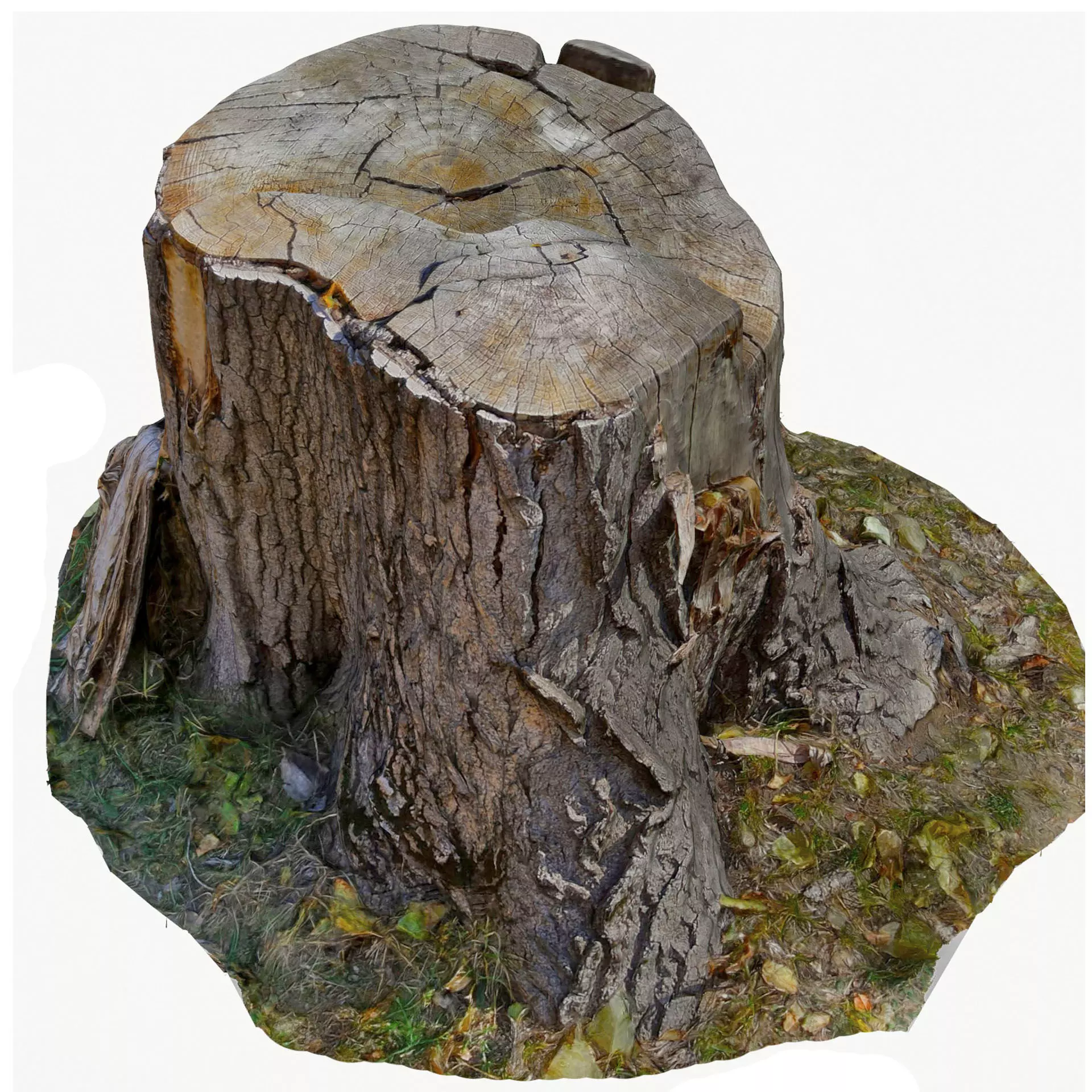 3d scan BPR tree stump 07 Low-poly 3D model