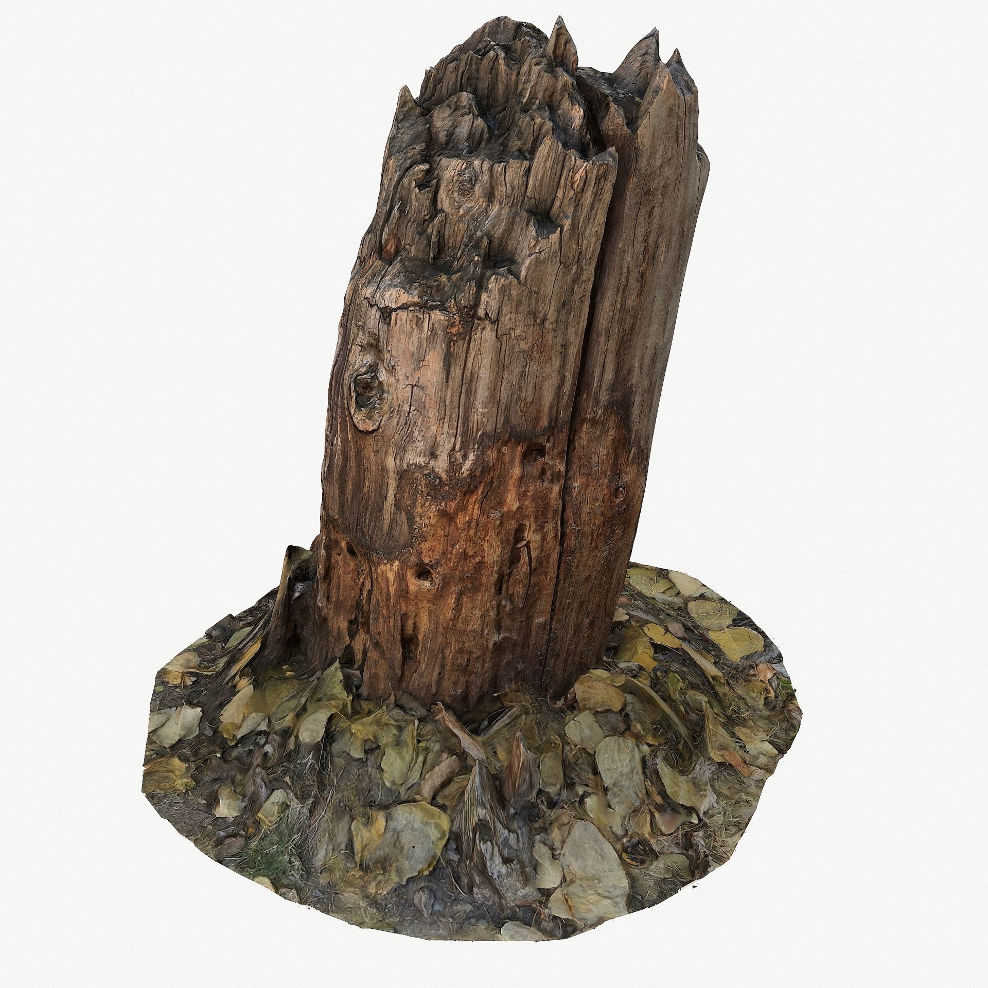 3d scan BPR tree stump 09 Low-poly 3D model_5