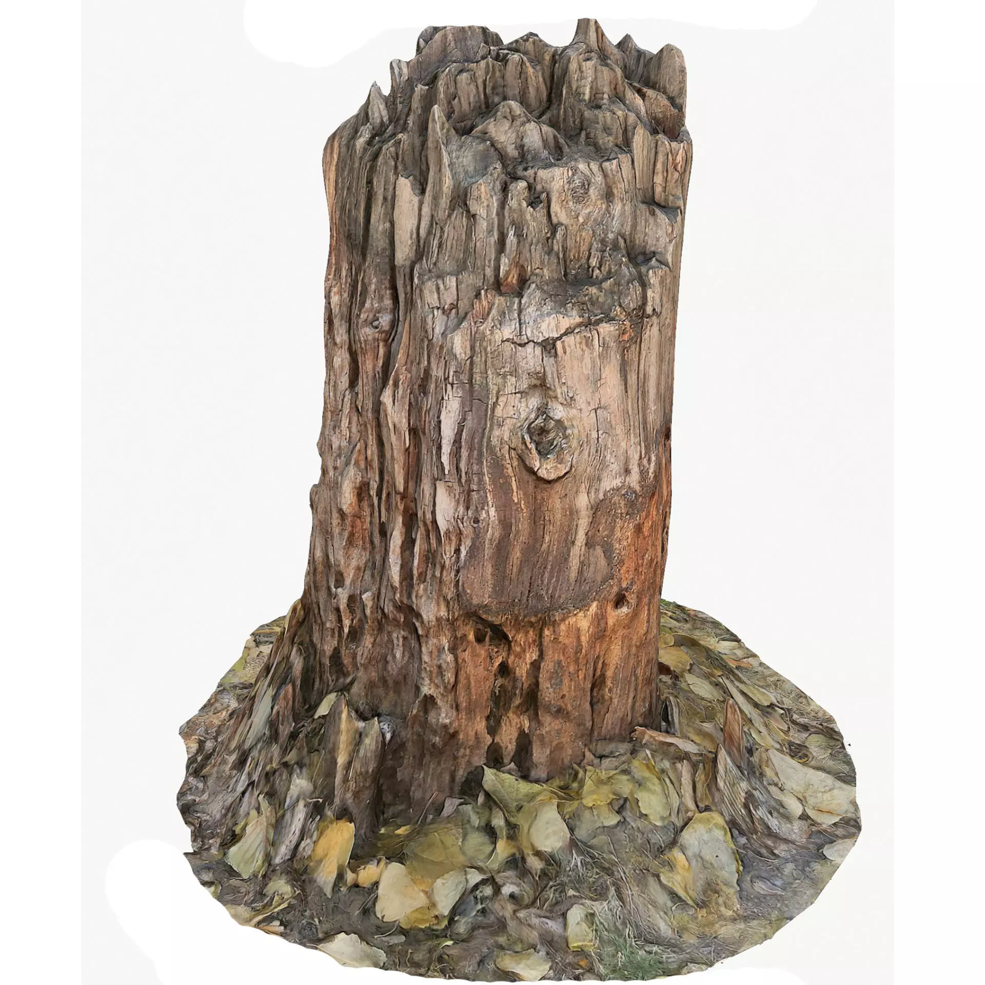3d scan BPR tree stump 09 Low-poly 3D model_0