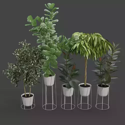 White wire base and pot Ficus Set