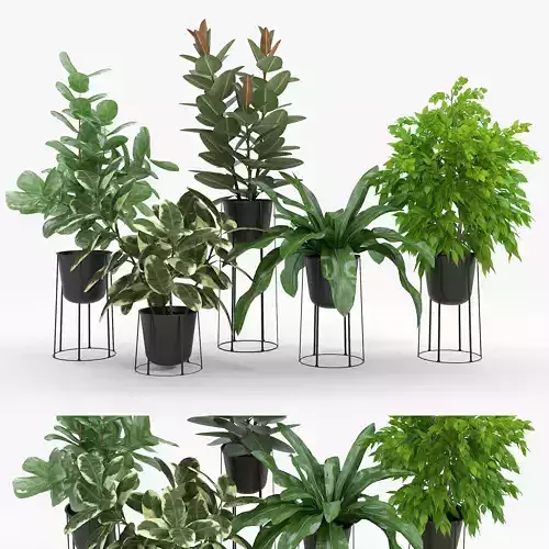 Ficus Set of potted plants