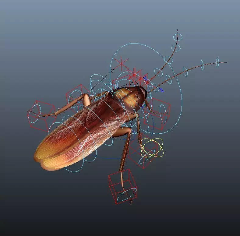 cockroach 3d maya rigged 3D model_0