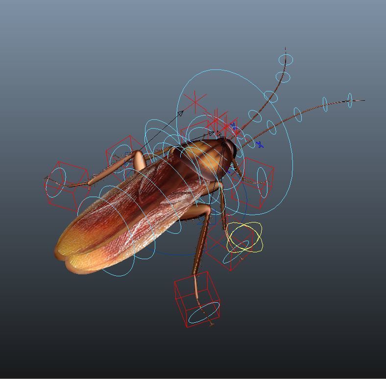 cockroach 3d maya rigged