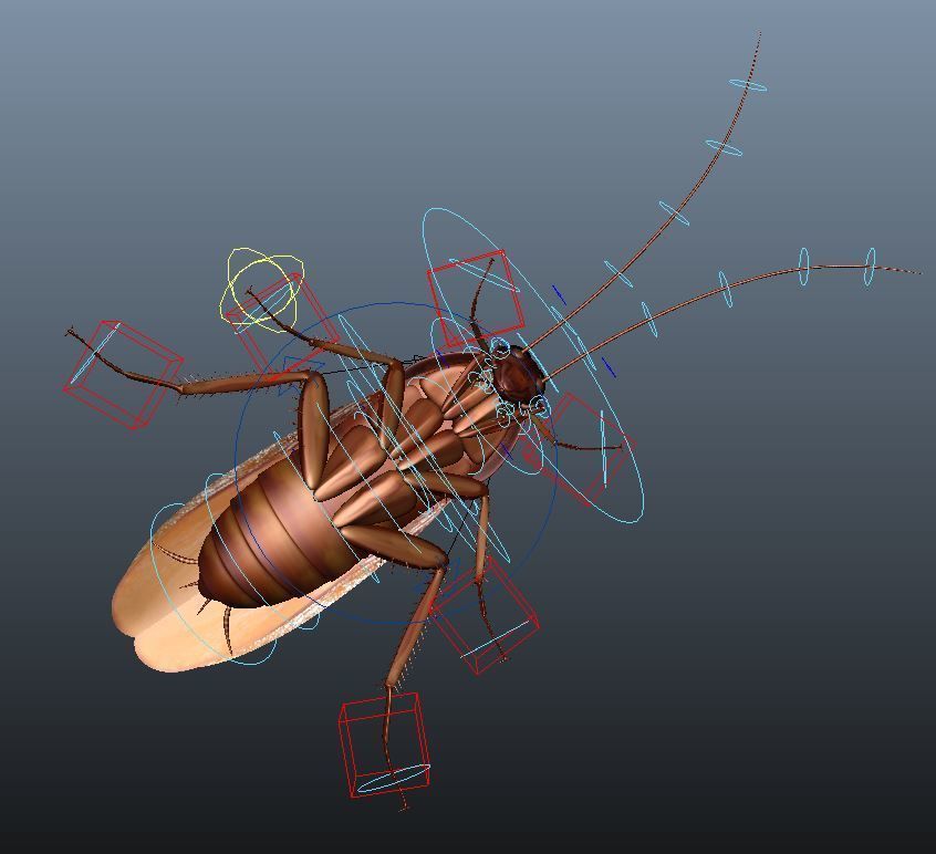 cockroach 3d maya rigged 3D model_3