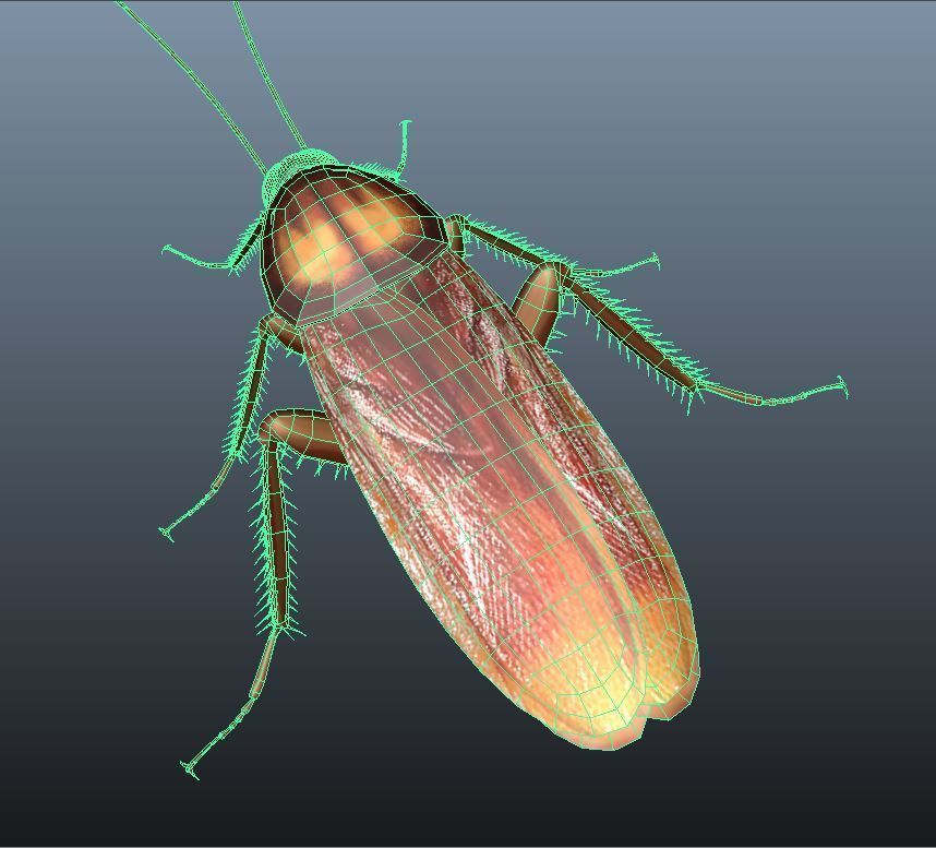 cockroach 3d maya rigged 3D model_7