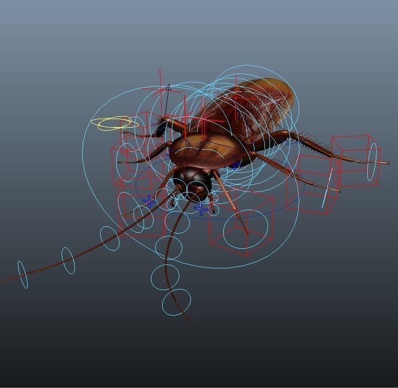 cockroach 3d maya rigged 3D model_4
