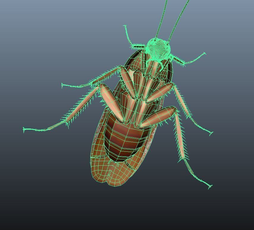 cockroach 3d maya rigged 3D model_6