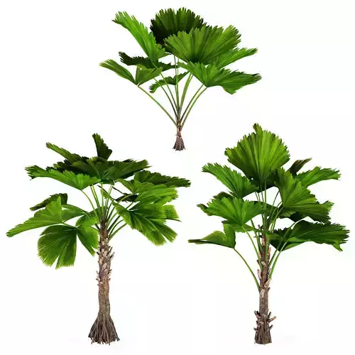 Vanuatu fan palm No1