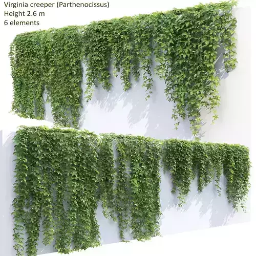 Virginia Creeper 01 3D model