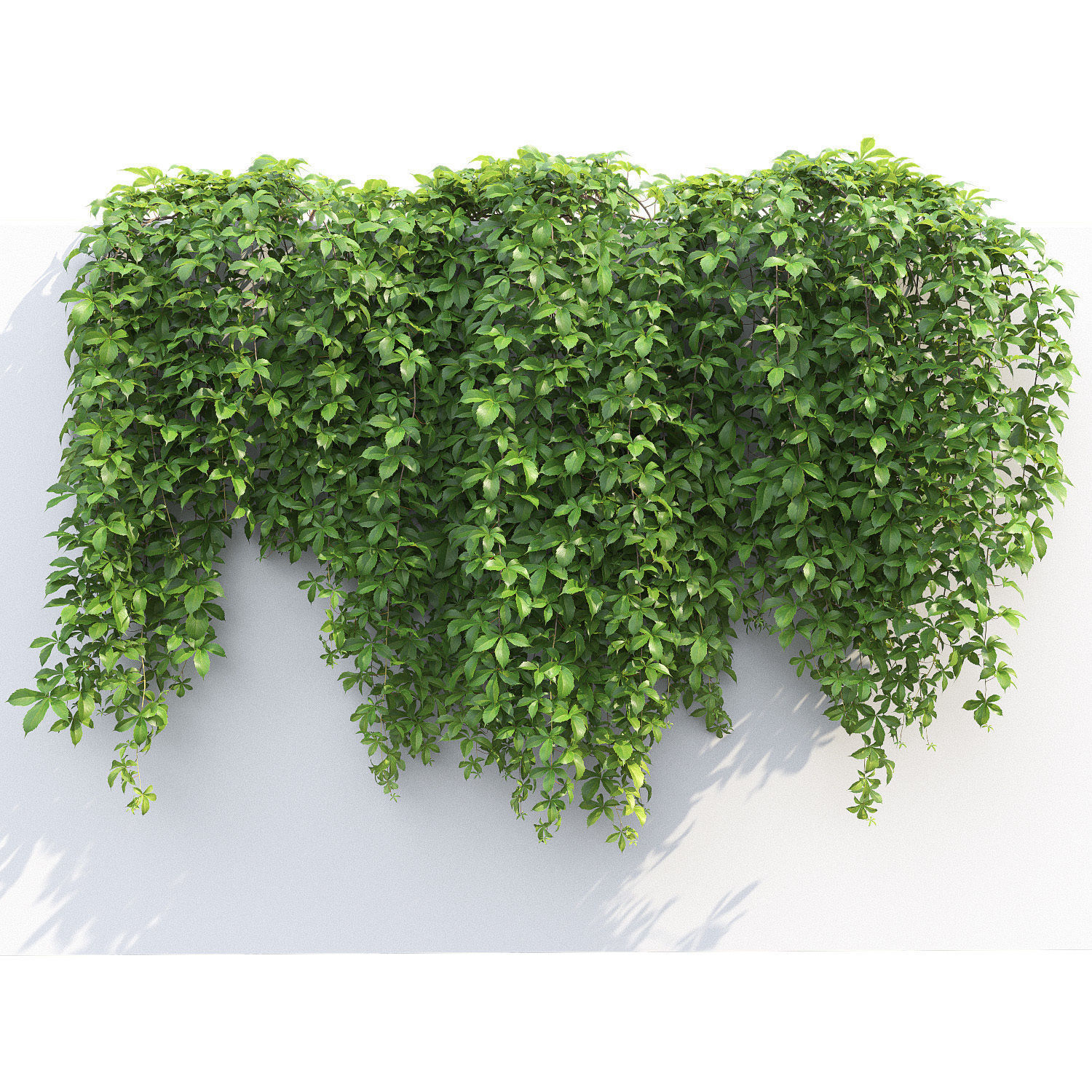 Virginia Creeper 02 3D model_3